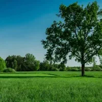 حاشیه-جاده-کاهو