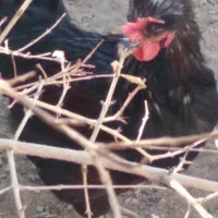 فروش خروس زیبا و جوان|حیوانات مزرعه|فرخ‌شهر, |دیوار