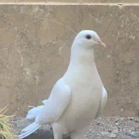 دو عدد کبوتر تزئینی پرپا دم چتری زیبا|پرنده|قم, پردیسان|دیوار