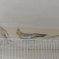 عروس هلندی گل باقالی