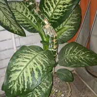 گل دیفن|گل و گیاه طبیعی|اندیمشک, |دیوار