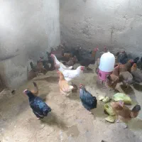 ۲۰ مرغ تخم گذار و وارِگ تمیز و بهداشتی در ایلام