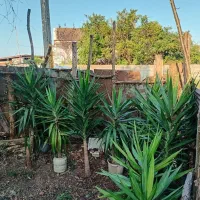 فروش گل یوگا|گل و گیاه طبیعی|بندر انزلی, چهارفریضه|دیوار