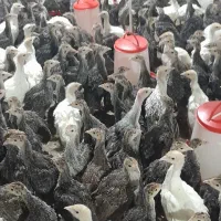فروش جوجه بوقلمون ۴۵ روزه برنز انگلیس .