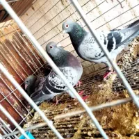 کبوتر مسافتی