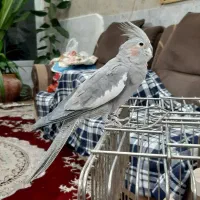 عروس هلندی|پرنده|نجفآباد, رجایی شمالی|دیوار