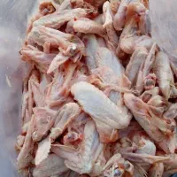 اسکلت مرغ بال مرغ مناسب غذای سگ