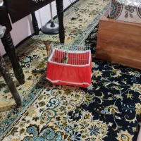 سهره ۳سال قفس|پرنده|کرمانشاه, |دیوار