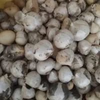 موسیر الموت