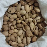 بادام تازه و شیرین|خوردنی و آشامیدنی|تهران, پونک|دیوار