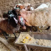 گوسفند فروشی کوهستان|حیوانات مزرعه|کوهسار (البرز), |دیوار