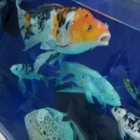 ماهی سانکه زاپنی