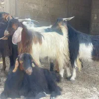 سلام گوشت کهره بره بز وگوسفند
