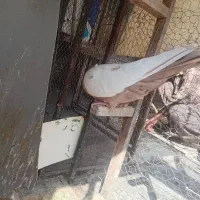 سینه زرد کفتر نر|پرنده|شیراز, تندگویان|دیوار