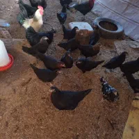 جوجه مرغ محلی 4ماهه