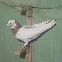 کبوتر طوقی