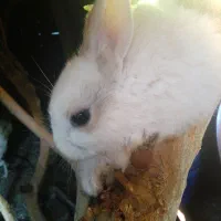 خرگوش