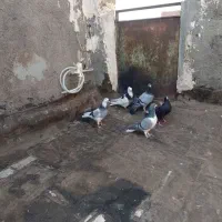 5عدد کفتر صید