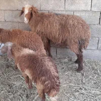 کوسفند در شادگان الفلاحیه