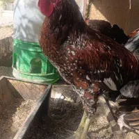 خروس گردن لخت|حیوانات مزرعه|خاش, |دیوار