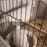 کبوتر خونگی