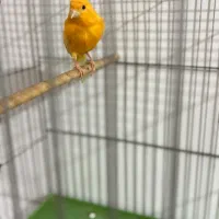 قناری|پرنده|یزد, |دیوار