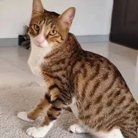 واگذاری رایگان  گربه