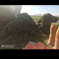 خوراک دام