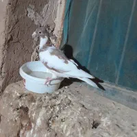کبوتر|پرنده|کدکن, |دیوار