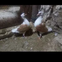 کفتر شو زرد شو سرخ