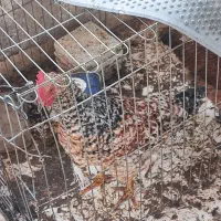 خروس گلین|حیوانات مزرعه|فولادشهر, B2|دیوار