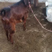 توقلی ماده وبز ابستن|حیوانات مزرعه|سیمین شهر, |دیوار