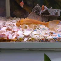 ماهی لجنخوارشکلاتی