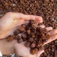 فروش آلوچه درجه یک ییلاقی ارگانیک
