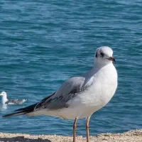 فروش-ویلا-باغ-دهسراج-مرغی-سه-نبش-بنیاد-مسکنی