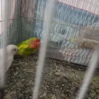 کوتوله و مر غ عشق|پرنده|بیرجند, |دیوار