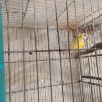 فروش ۴ جفت گلدین|پرنده|زرین دشت (فارس), |دیوار