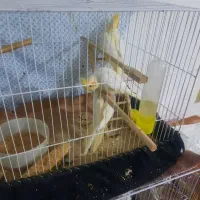 عروس هلندی لوتیتو