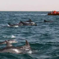 تور تفریحی قشم