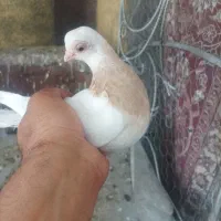 سه جفت کبوتر اصلی درجه یک حراج|پرنده|لنجان, |دیوار