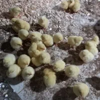 مرغ ارگانیک /مرغ سبز/مرغ|حیوانات مزرعه|لشت نشا, |دیوار