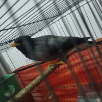 یک عدد مرغ مینا|پرنده|عنبرآباد, |دیوار