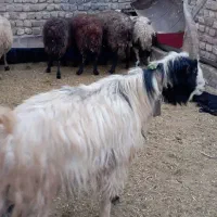 دوبرجلوگرد