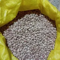 حبوبات. لوبیا چیتی تمیز کیفیت عالی