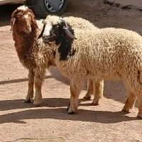 بره گوسفند وبره