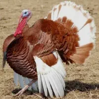 تخم نطفه دار بقلمون بوربون ،نژاد برتر|حیوانات مزرعه|بجنورد, |دیوار