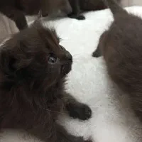 گربه
