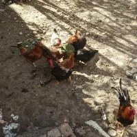 تخم مرغ نطفه|حیوانات مزرعه|اردبیل, |دیوار