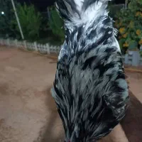 خروس ریشو گلین|حیوانات مزرعه|مسجد سلیمان, |دیوار