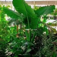 بابا آدم غول پیکر